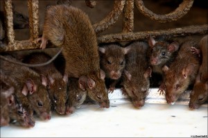Baltimore County Rat Control Program