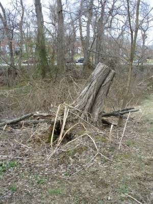 Fallen Tree or Tree Branches